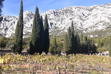 Instant Terroir d'Aix-en-Provence : Vignoble et Moulin à Huile (tour privé)