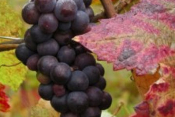 Randonnée Bacchus - Dieu du Vin