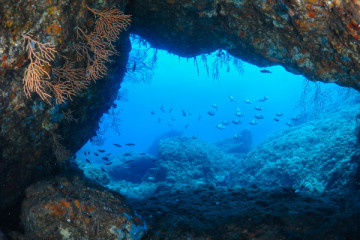 Scuba Diver