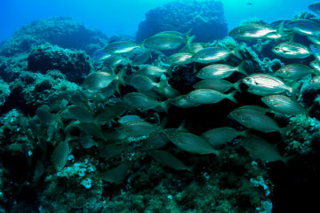 Open water Diver