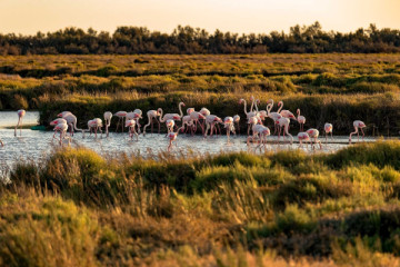 Excursion demi-journée Camargue et Aigues Mortes