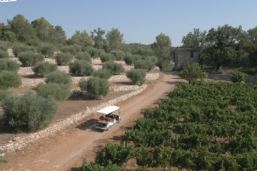 Découverte guidée du vignoble et de l'art en voiturette