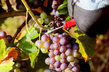 Vin et dégustations