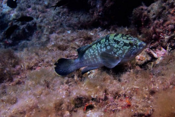 SSI Basic Diver Baptême  + formation  
