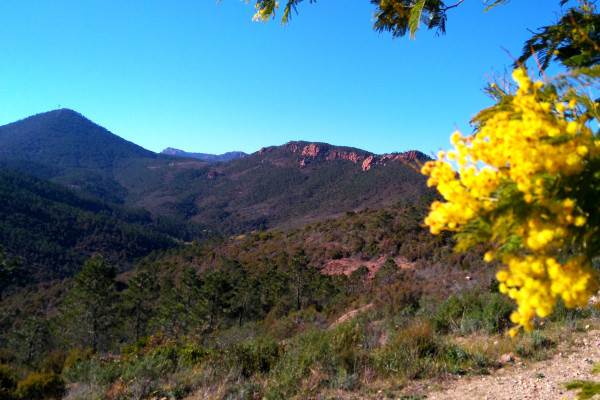 massif de l'estérel - mimosa