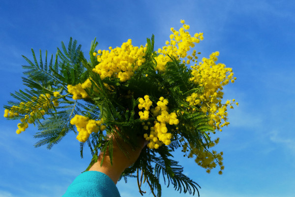 bouquet de mimosa