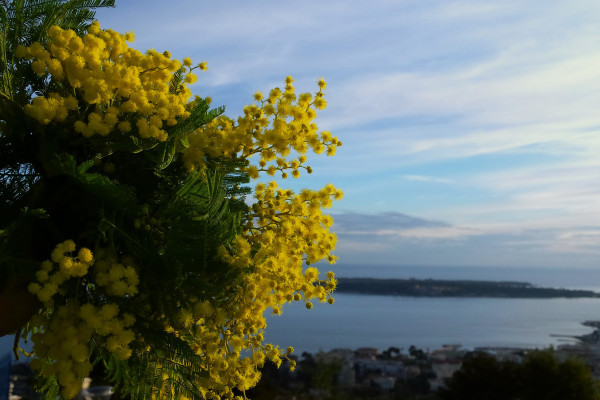 hiver au pays du mimosa - iles de lérins