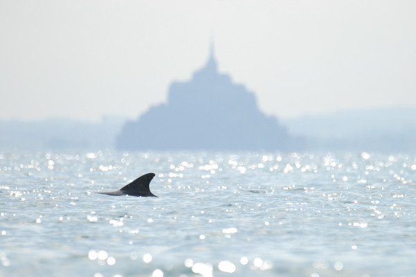 Venez observer la plus grande population sédentaire en Europe de grands dauphins. 