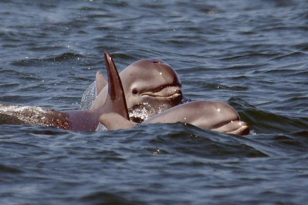 Approche douce et respectueuse des animaux. Les dauphins sont les seuls à décider si nous sommes les bienvenus.