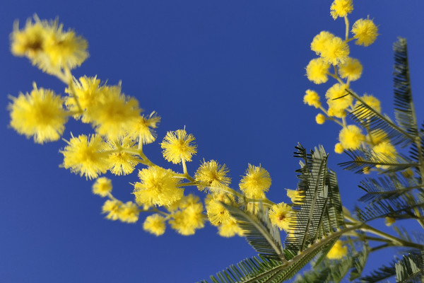 Mimosa jaune sur fond de ciel bleu en Côte d'Azur