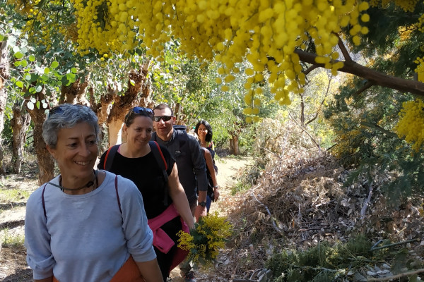 Les petits sentiers méconnus au cœur de la foret de mimosas