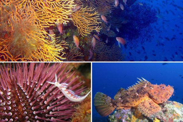 découverte de la magie des fonds sous-marin dans le Var, à Fréjus St Raphael, au pied du massif de l'Esterel, en région PACA Provence Cote d'azur. Gorgones, poissons, … sensation d'apesanteur… laissez vous émerveiller