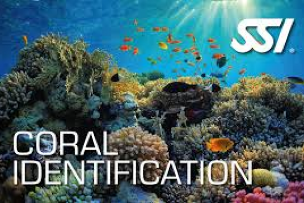 spécialité CORAUX SSI école de plongée Scuba School International . Formation en ligne e-learning identification du CORAIL