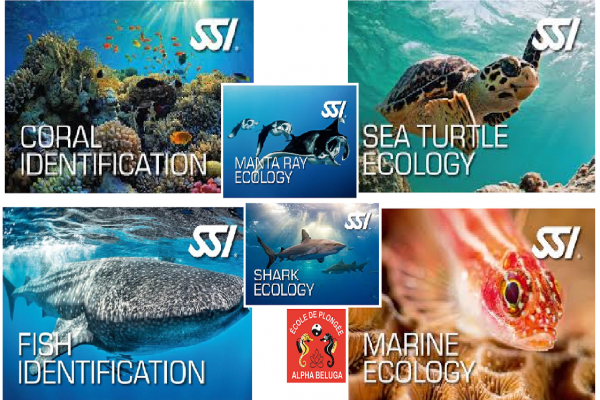 autres spécialités écologiques de connaissances - école internationale de plongée SSI