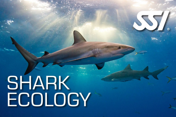 spécialité REQUIN SHARK  SSI