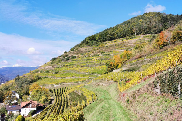 Visite du vignoble en 4x4