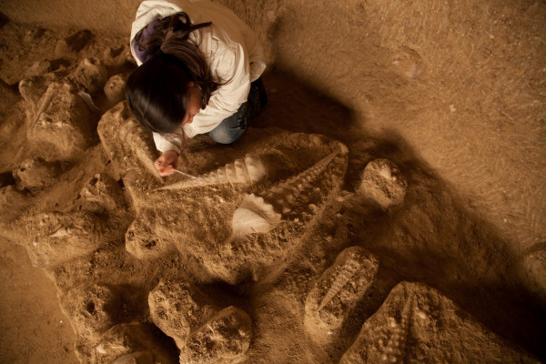 Plage Campanile giganteum La Cave aux Coquillages