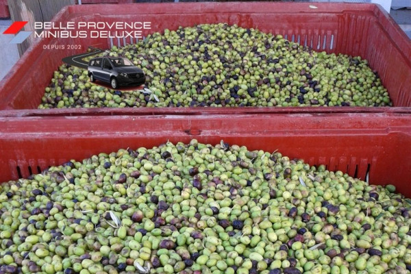 Les olives arrivant à la coopérative ou au moulin à huile