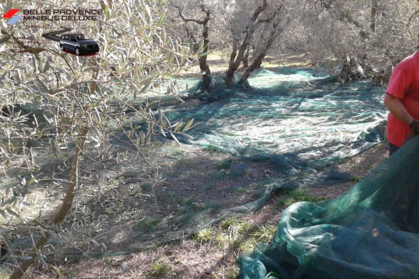 La récolte des Olives dans les Alpilles