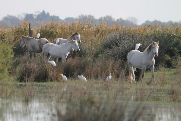 Chevaux Camargue et hérons garde-boeufs aux Marais du Vigueirat(c)Corentin Dépernet