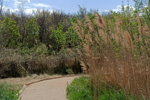 Jardin ethnobotanique(c)Amis des Marais du Vigueirat