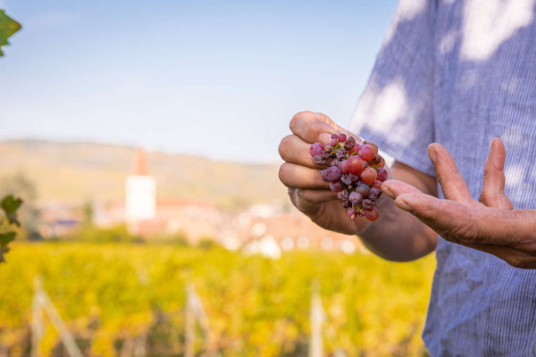 © OT vallée de Kaysersberg - Jonathan Florence