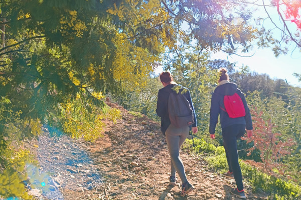 Balade accessible à tous dans la forêt de mimosa