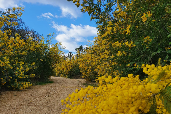 Les beaux sentiers au cœur de la forêt de mimosa