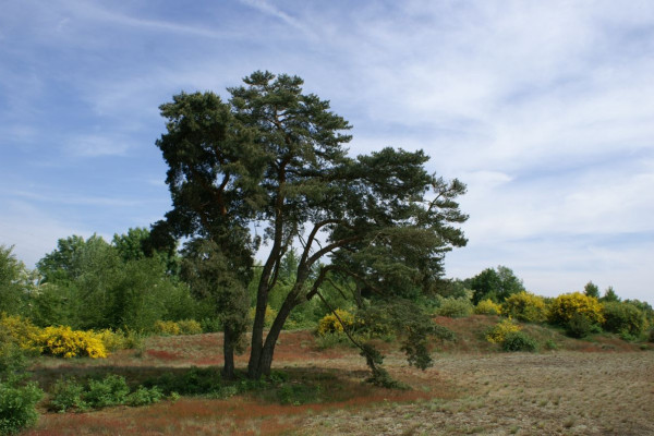 Les dunes de sable des Charmes à Sermoyer - A. Descottes