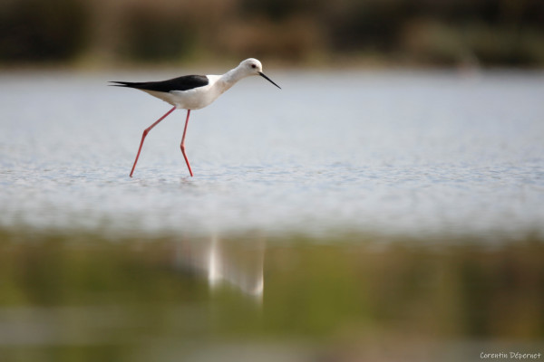 Echasse blanche (c)Corentin DEPERNET Marais du Vigueirat Camargue