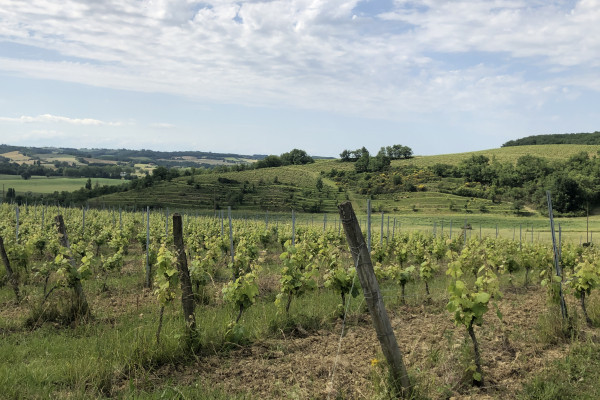 Vue sur la campagne gersoise et ses coteaux depuis nos vignes