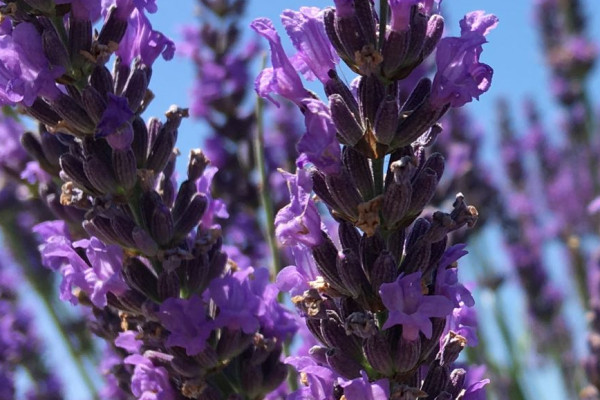 Epis de lavande en fleur d'un violet vif