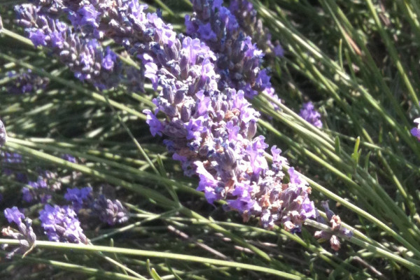 Les épis de lavande en fleur d'un bleu plus doux