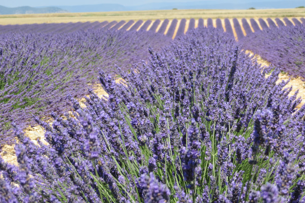 Les plantations de lavande en  lignes