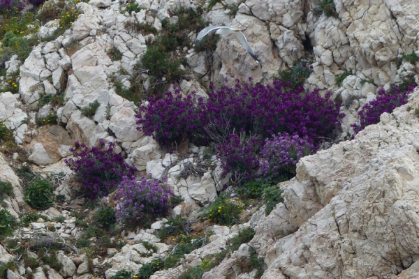 fleur du Frioul