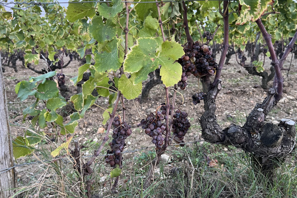 Les grappes prêtes à être récoltées