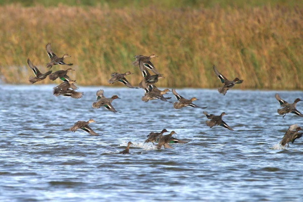 Canards sarcelles d'hiver(c)Marais du Vigueirat-Camargue