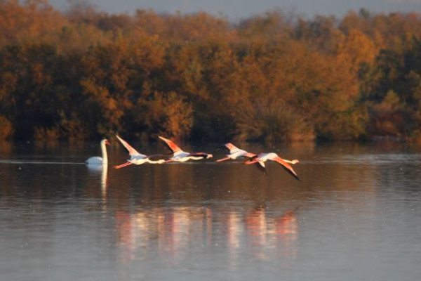 Flamants roses marais du Vigueirat-Camargue(c)Clément Pappalardo