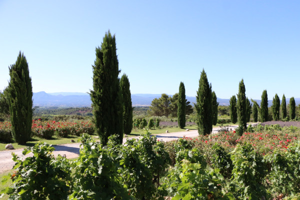 Vignobles en Provence ave c Belle Provence Minibus Deluxe