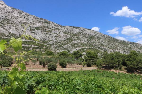 Vignobles en Provence ave c Belle Provence Minibus Deluxe