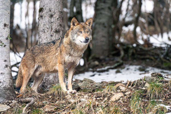 Parc des loups - Mercantour