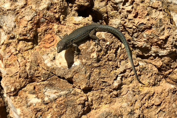 Lézard