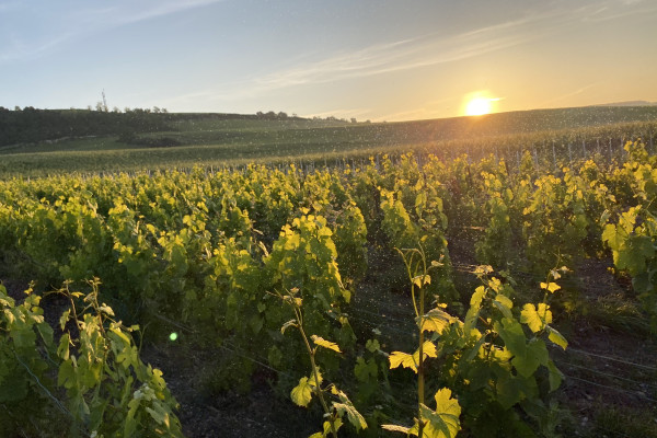 Les vignes au coucher du soleil.