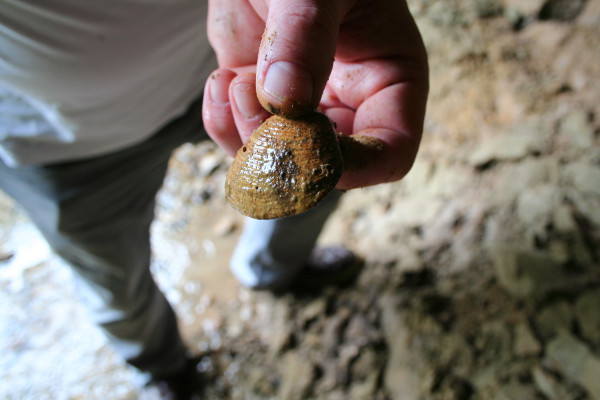 Find petrified shells and ammonites from thousands of years ago.