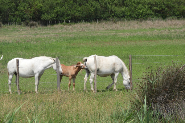 Chevaux et poulain