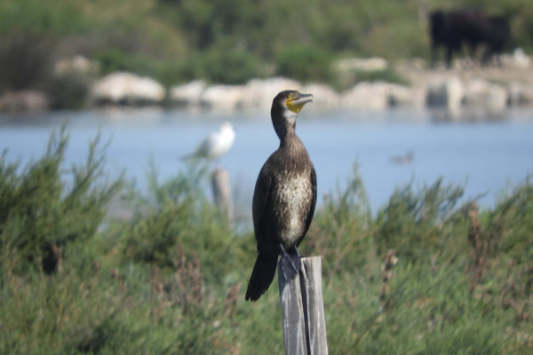 Gran cormoran dans le marais de la Réserve naturelle nationale des Marais du Vigueirat