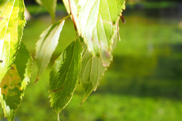 Fontaine de Vaucluse