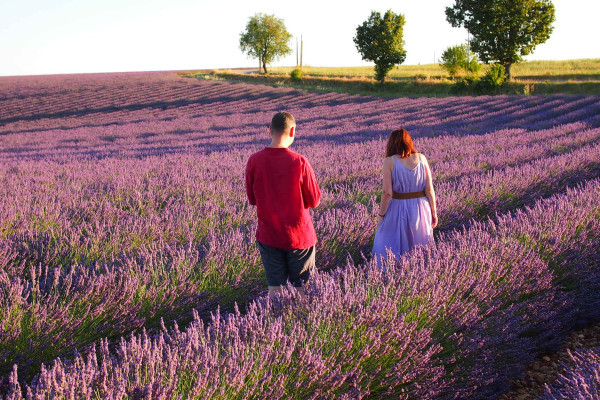 Sunset in the lavender Fields