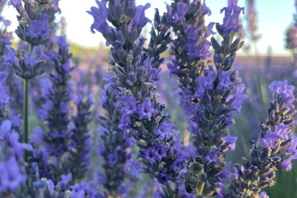 lavande au coucher du soleil