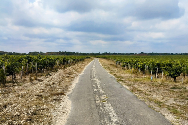 Margaux vineyards by Gravel Bike